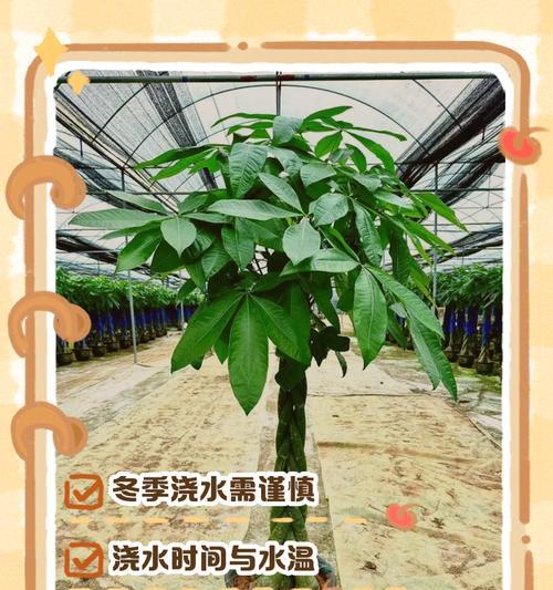 冬季修剪发财树的正确方法是什么？