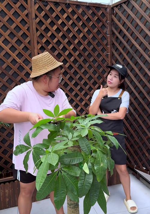 冬季修剪发财树的正确方法是什么？