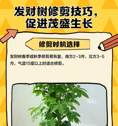 冬季修剪发财树的正确方法是什么？