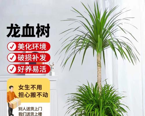 龙树盆栽的正确养护技巧有哪些？