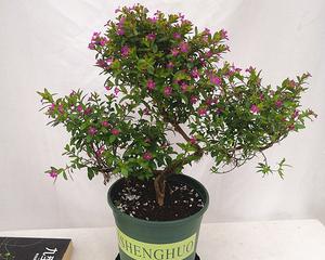 木本花卉盆栽有哪些推荐品种？