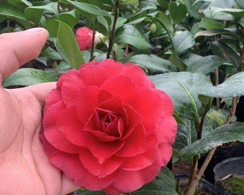 木本花卉盆栽有哪些推荐品种？