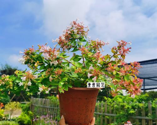 木本花卉盆栽有哪些推荐品种？