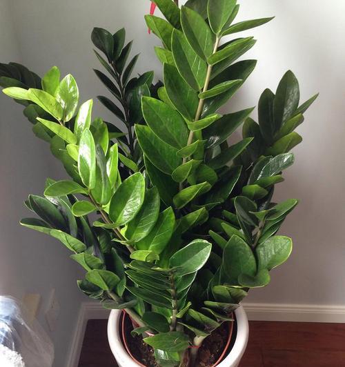 家里种植哪些植物能招财？招财植物的养殖方法是什么？