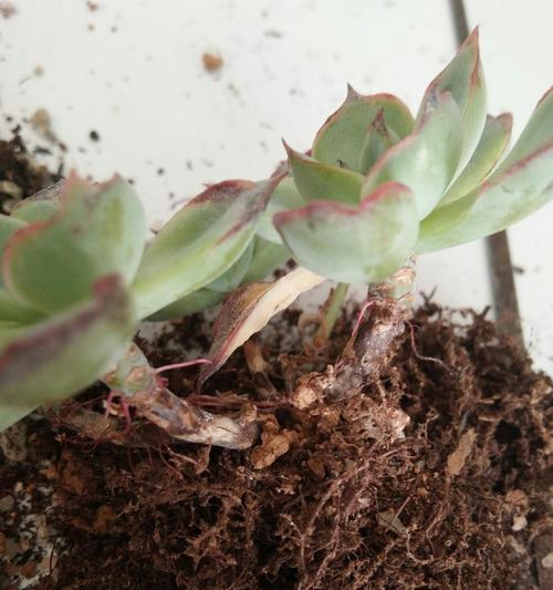 花月夜的养殖方法和常见问题？