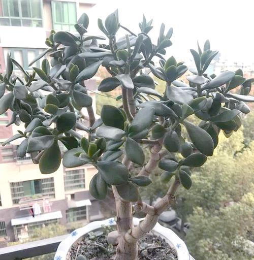 夏季绿箩养护要点是什么？如何避免高温伤害？