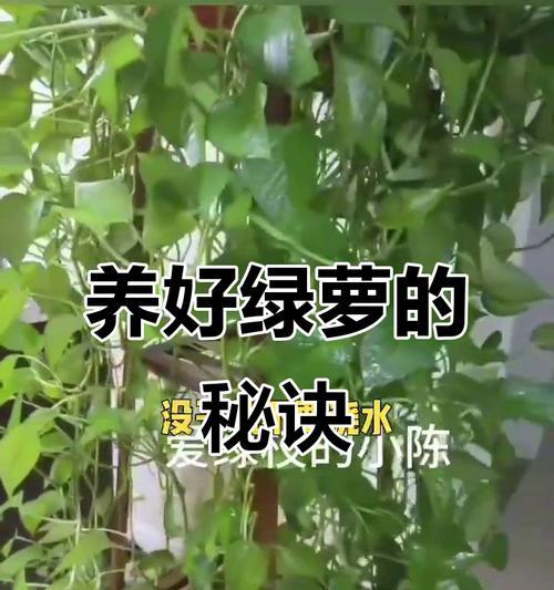 夏季绿箩养护要点是什么？如何避免高温伤害？