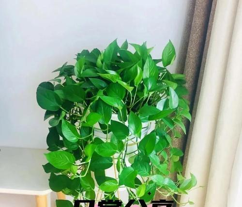 夏季绿箩养护要点是什么？如何避免高温伤害？