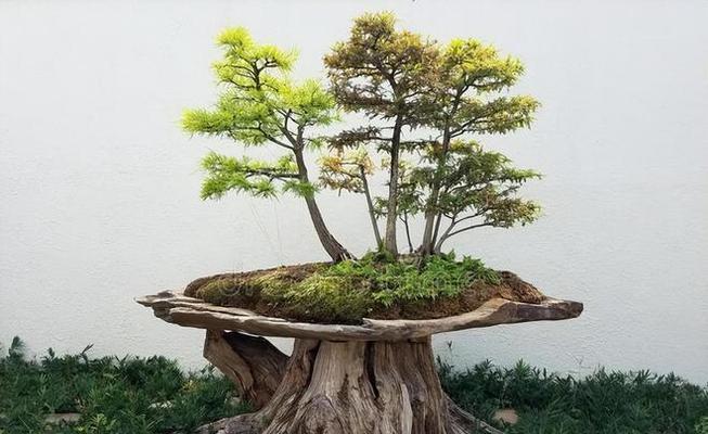 哪些树根适合用来制作盆景？制作盆景时树根的选择标准是什么？