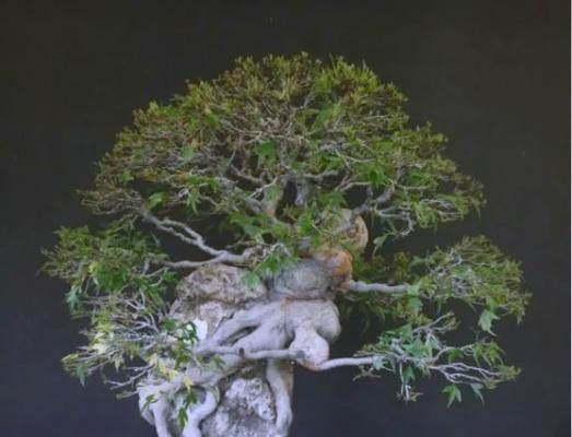 哪些树根适合用来制作盆景？制作盆景时树根的选择标准是什么？