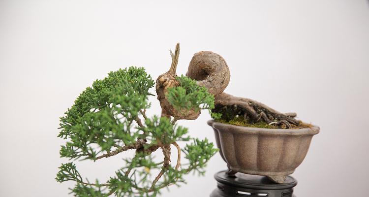 哪些树根适合用来制作盆景？制作盆景时树根的选择标准是什么？