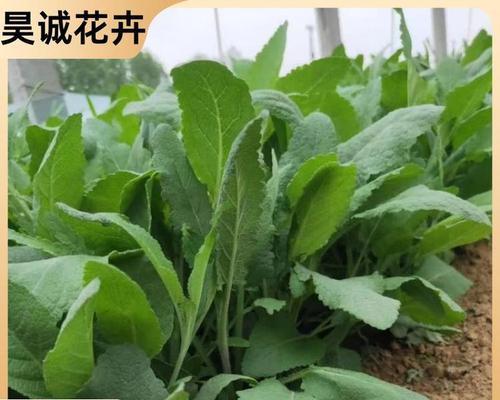 鼠尾草的最佳播种时间是什么时候？