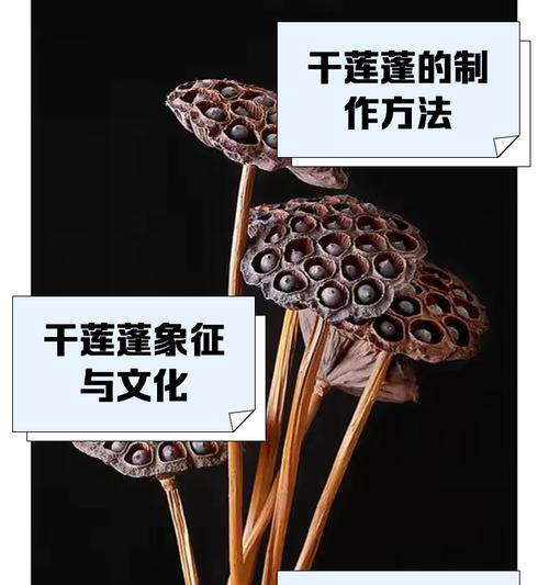 莲蓬子怎么种？莲蓬子的种植方法有哪些？