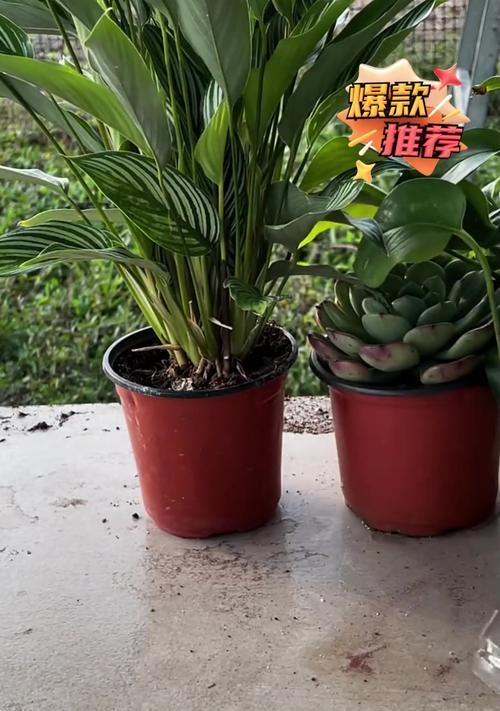 厚脸皮叶插技巧有哪些？