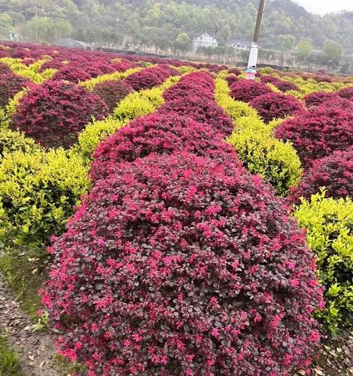 继木有哪些品种？继木品种的特性及养护方法是什么？