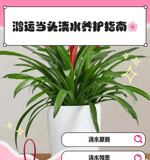 鸿运当头分株的正确步骤是什么？