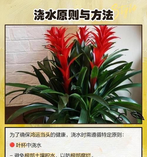 鸿运当头分株的正确步骤是什么？