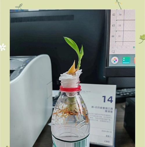 转运竹修剪的最佳方法是什么？