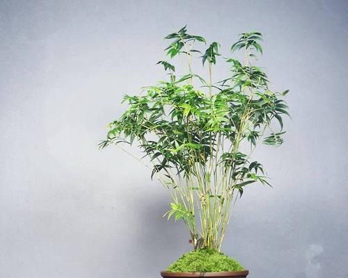 耐寒好养的盆栽有哪些？它们的养护技巧是什么？