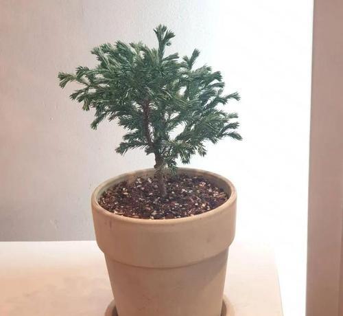 耐寒好养的盆栽有哪些？它们的养护技巧是什么？