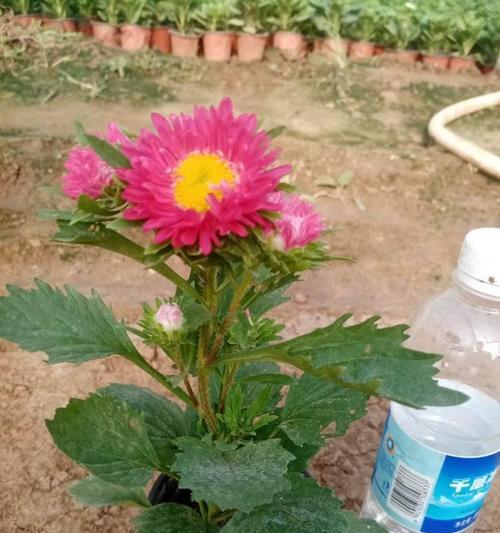 翠菊的种植方法和养护要点有哪些？