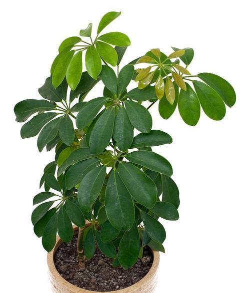办公室适合摆放哪些植物？