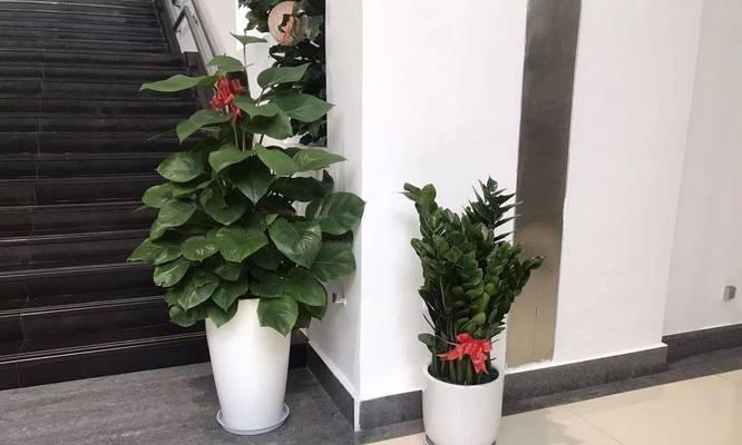 办公室适合摆放哪些植物？