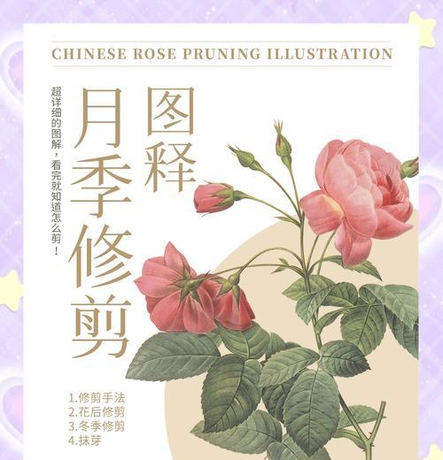 月季修枝的最佳时间和方法是什么？