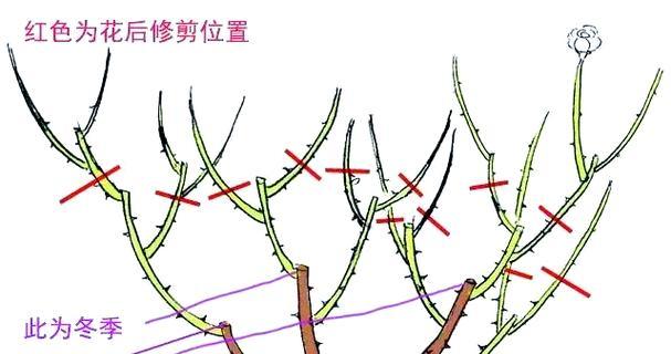 月季修枝的最佳时间和方法是什么？