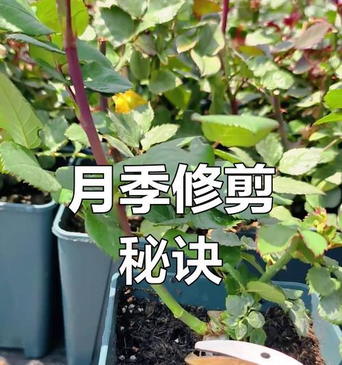 月季修枝的最佳时间和方法是什么？