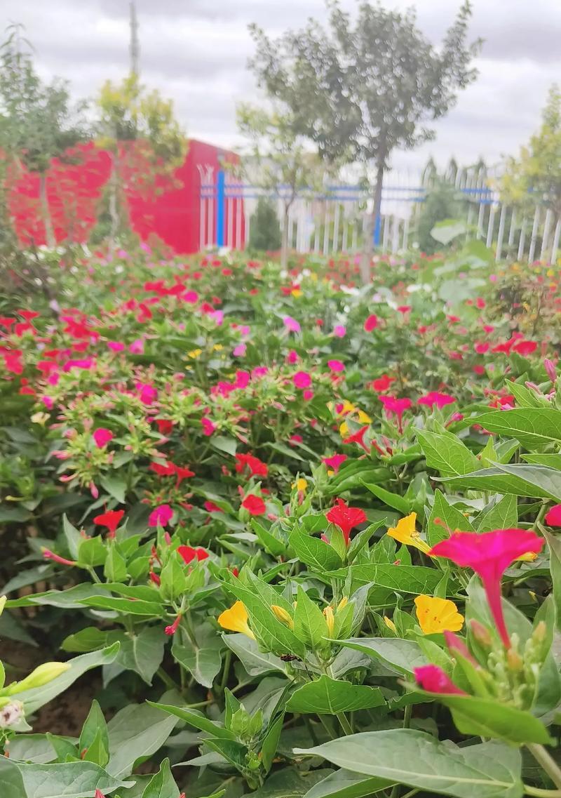 花卉术语解析：花夜具体指的是什么？