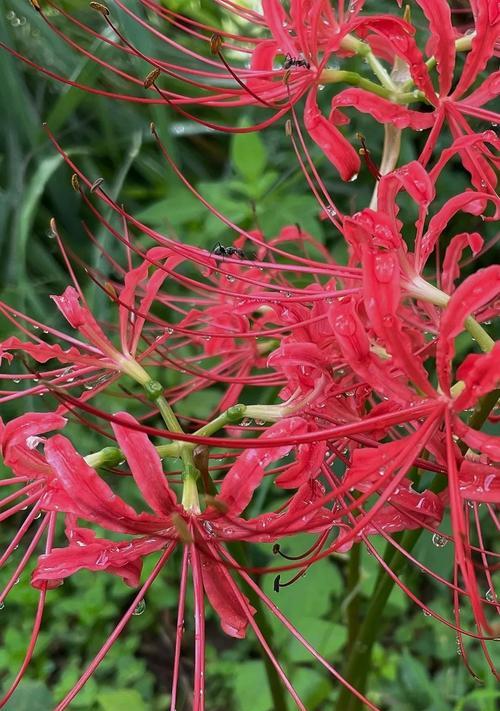 石蒜科植物有哪些特点？适合家庭种植吗？