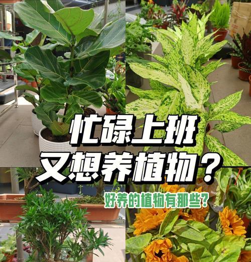 白鹤芋浇水方法是什么？多久浇一次水？