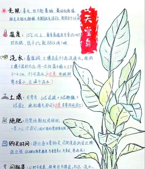 白鹤芋浇水方法是什么？多久浇一次水？
