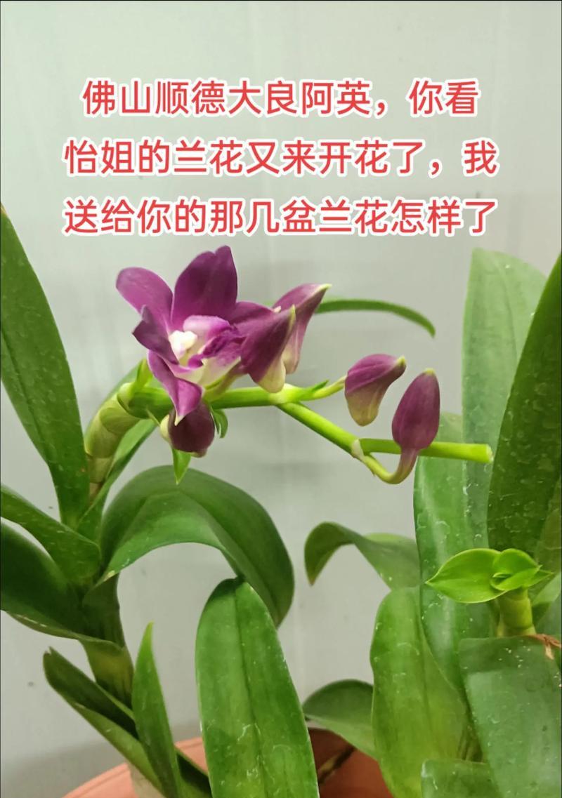 兰花啥品种最好？如何根据环境选择兰花品种？