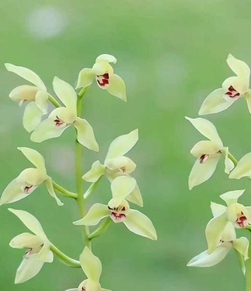 兰花啥品种最好？如何根据环境选择兰花品种？