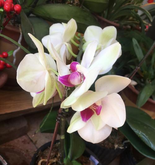 兰花啥品种最好？如何根据环境选择兰花品种？