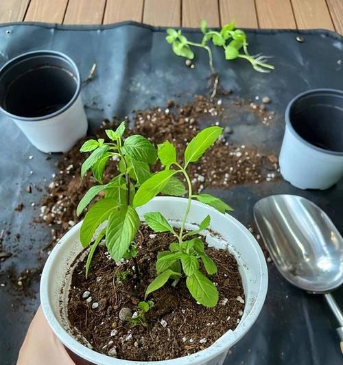 薄荷的扦插繁殖方法是什么？