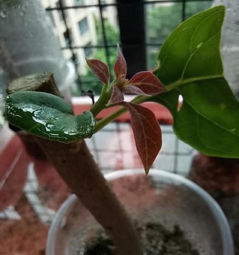 薄荷的扦插繁殖方法是什么？