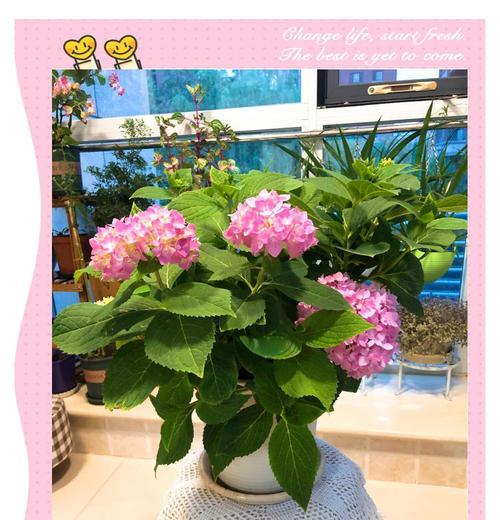 花卉根部腐烂的急救措施有哪些？