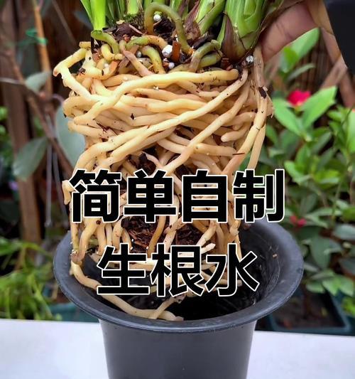 植物促生根的有效方法是什么？
