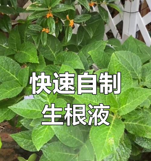 植物促生根的有效方法是什么？