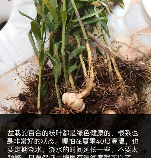 百合怎么球？球根种植与管理技巧！