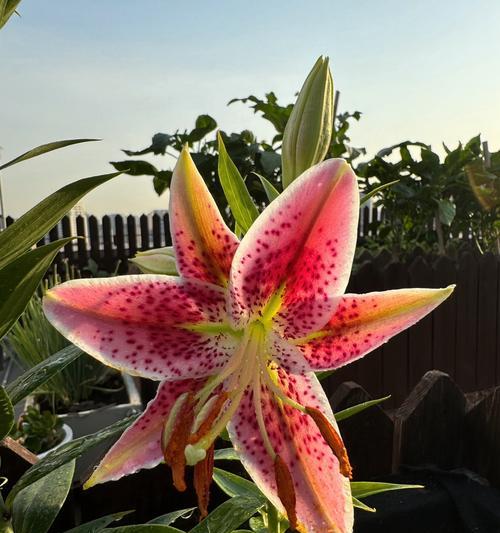 百合怎么球？球根种植与管理技巧！