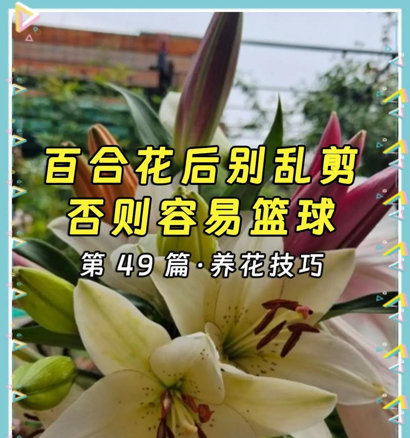 百合怎么球？球根种植与管理技巧！