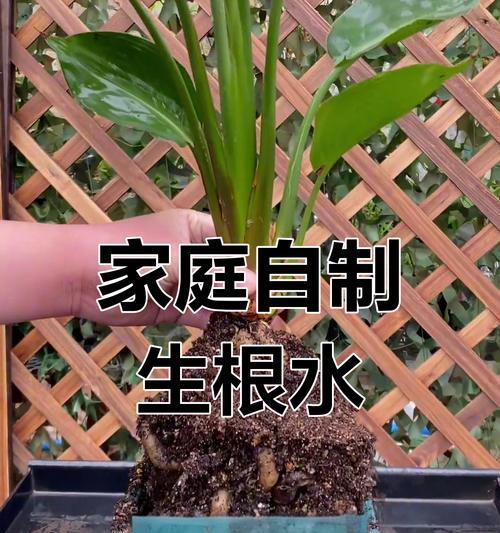 木本植物生根的秘诀是什么？