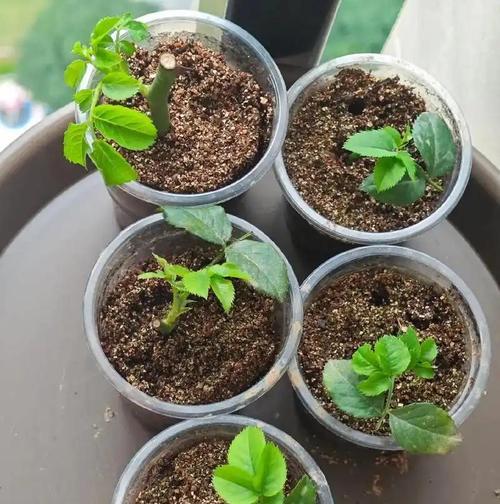 木本植物生根的秘诀是什么？