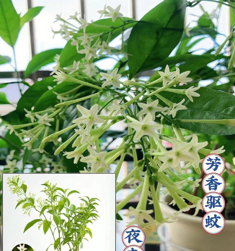 夜来香的种植步骤是什么？怎样才能种出香味浓郁的夜来香？