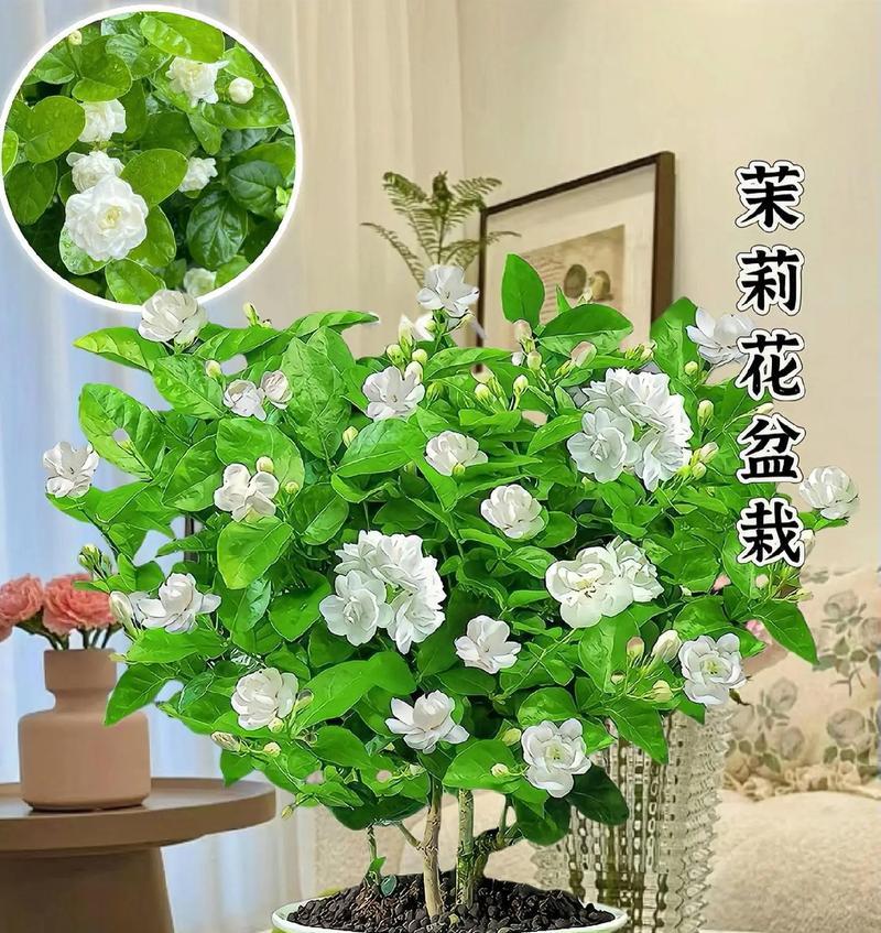 北方盆栽茉莉养护要点是什么？