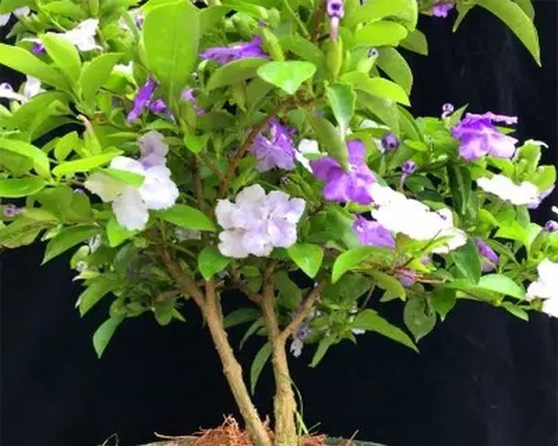 北方盆栽茉莉养护要点是什么？